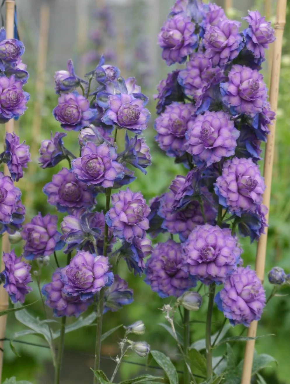 3893  Delphinium Highlander-serien Sweet Sensation PBR  I  Svenskt namn  :Trädgårdsriddarsporre  I  Krukstorlek   : SQ1  I  Förväntad Höjd  :  80 cm  I  Blomningstid :  juli-aug - 2