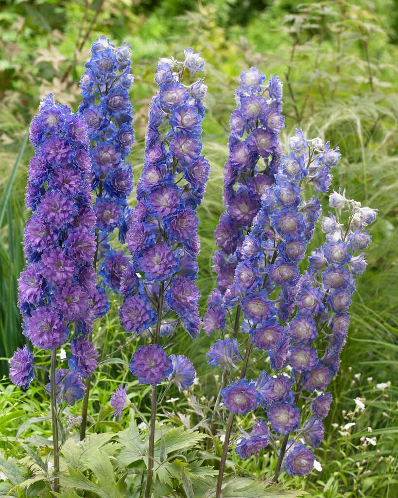 3893  Delphinium Highlander-serien Sweet Sensation PBR  I  Svenskt namn  :Trädgårdsriddarsporre  I  Krukstorlek   : SQ1  I  Förväntad Höjd  :  80 cm  I  Blomningstid :  juli-aug - 4