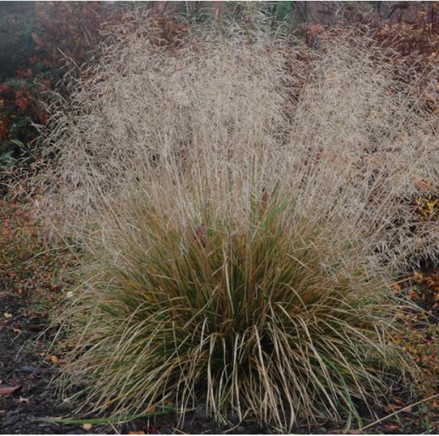 9145  Deschampsia cespitosa Goldschleier  I  Svenskt namn  :Tuvtåtel  I  Krukstorlek   : SQ1/P9  I  Förväntad Höjd  :  40/80 cm  I  Blomningstid :  juni-aug