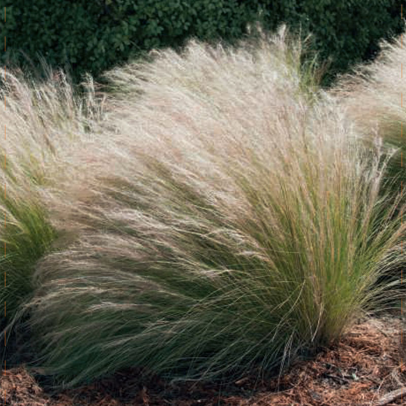 9145  Deschampsia cespitosa Goldschleier  I  Svenskt namn  :Tuvtåtel  I  Krukstorlek   : SQ1/P9  I  Förväntad Höjd  :  40/80 cm  I  Blomningstid :  juni-aug - 2