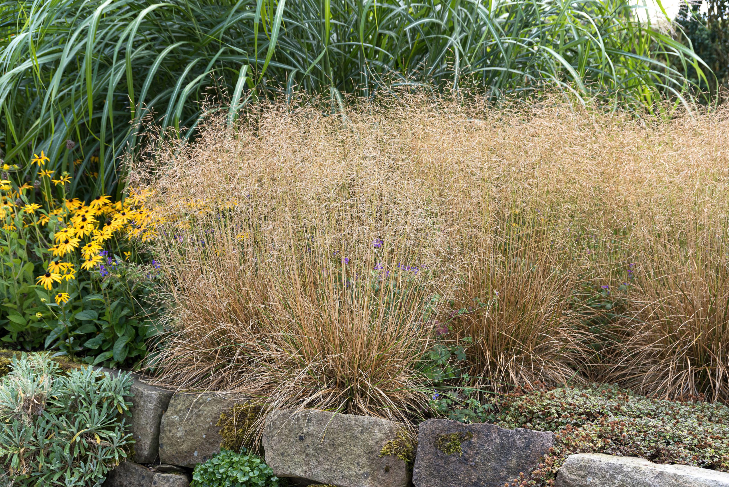 9145  Deschampsia cespitosa Goldschleier  I  Svenskt namn  :Tuvtåtel  I  Krukstorlek   : SQ1/P9  I  Förväntad Höjd  :  40/80 cm  I  Blomningstid :  juni-aug - 3