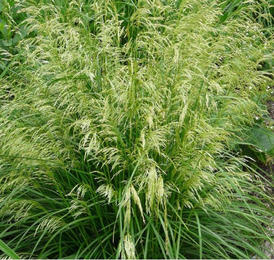 9295  Deschampsia cespitosa Palava  I  Svenskt namn  :Tuvtåtel  I  Krukstorlek   : SQ1  I  Förväntad Höjd  :  30/50 cm  I  Blomningstid :  juli-aug