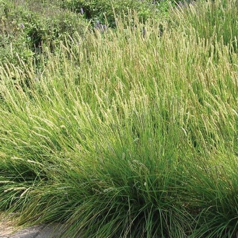 9295  Deschampsia cespitosa Palava  I  Svenskt namn  :Tuvtåtel  I  Krukstorlek   : SQ1  I  Förväntad Höjd  :  30/50 cm  I  Blomningstid :  juli-aug - 2