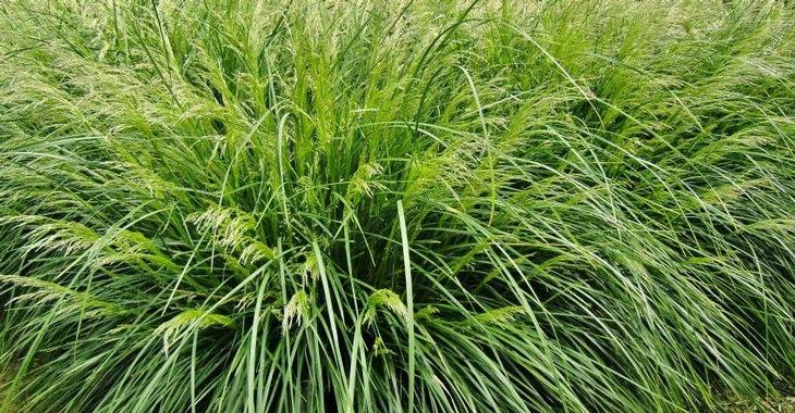 9295  Deschampsia cespitosa Palava  I  Svenskt namn  :Tuvtåtel  I  Krukstorlek   : SQ1  I  Förväntad Höjd  :  30/50 cm  I  Blomningstid :  juli-aug - 3