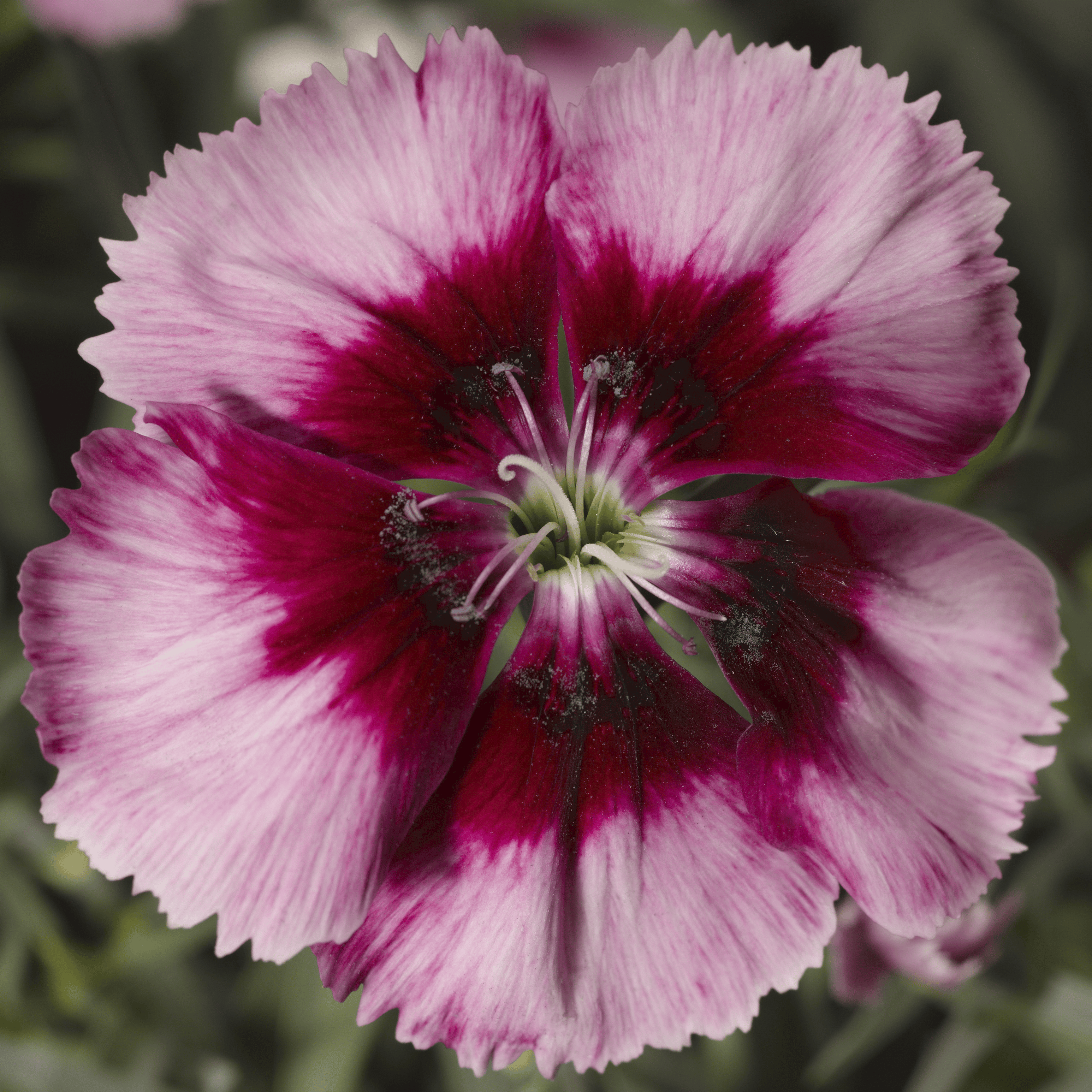 4037  Dianthus barbatus Crimson  I  Svenskt namn  :Borstnejlika  I  Krukstorlek   : 11c  I  Förväntad Höjd  :  30 cm  I  Blomningstid :  juni-juli - 3