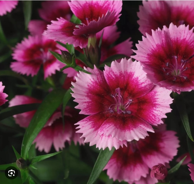 4037  Dianthus barbatus Crimson  I  Svenskt namn  :Borstnejlika  I  Krukstorlek   : 11c  I  Förväntad Höjd  :  30 cm  I  Blomningstid :  juni-juli