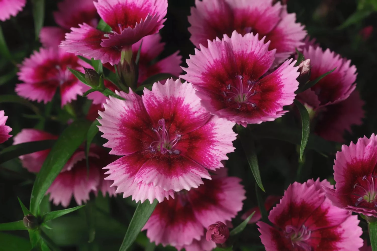4037  Dianthus barbatus Crimson  I  Svenskt namn  :Borstnejlika  I  Krukstorlek   : 11c  I  Förväntad Höjd  :  30 cm  I  Blomningstid :  juni-juli - 2