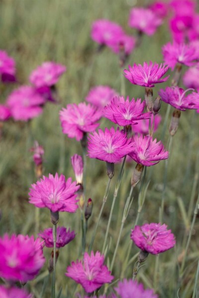 4049  Dianthus carthusianorum  I  Svenskt namn  :Brödranejlika  I  Krukstorlek   : 11c  I  Förväntad Höjd  :  30 cm  I  Blomningstid :  juni-aug - 2
