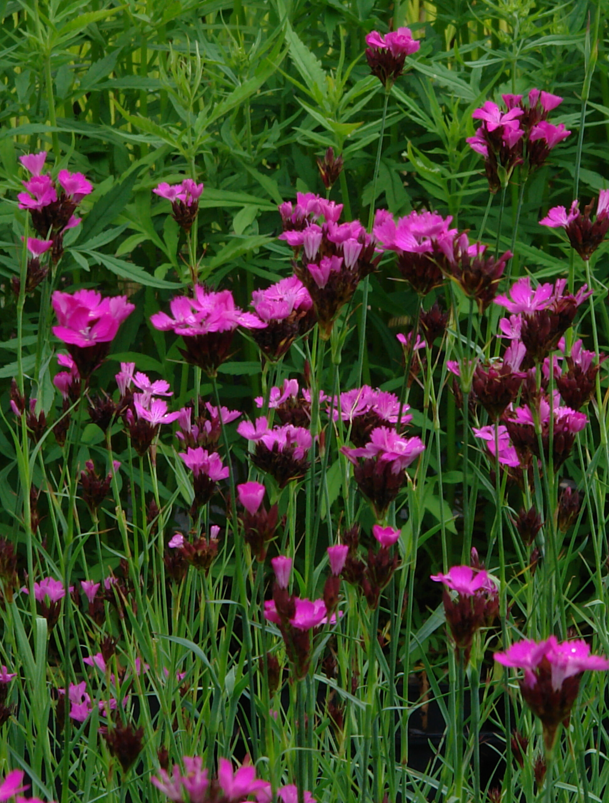 4049  Dianthus carthusianorum  I  Svenskt namn  :Brödranejlika  I  Krukstorlek   : 11c  I  Förväntad Höjd  :  30 cm  I  Blomningstid :  juni-aug - 3