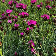 4049  Dianthus carthusianorum  I  Svenskt namn  :Brödranejlika  I  Krukstorlek   : 11c  I  Förväntad Höjd  :  30 cm  I  Blomningstid :  juni-aug