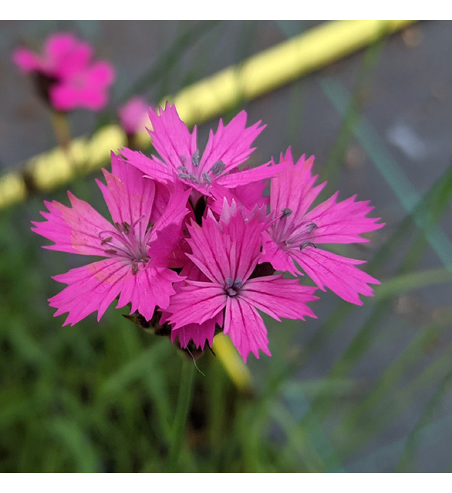 4049  Dianthus carthusianorum  I  Svenskt namn  :Brödranejlika  I  Krukstorlek   : 11c  I  Förväntad Höjd  :  30 cm  I  Blomningstid :  juni-aug - 4