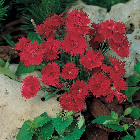 4048  Dianthus gratianopolitanus  Badenia  I  Svenskt namn  :Bergnejlika  I  Krukstorlek   : 11c  I  Förväntad Höjd  :  10 cm  I  Blomningstid :  juni-juli
