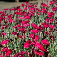 4048  Dianthus gratianopolitanus  Badenia  I  Svenskt namn  :Bergnejlika  I  Krukstorlek   : 11c  I  Förväntad Höjd  :  10 cm  I  Blomningstid :  juni-juli - 2