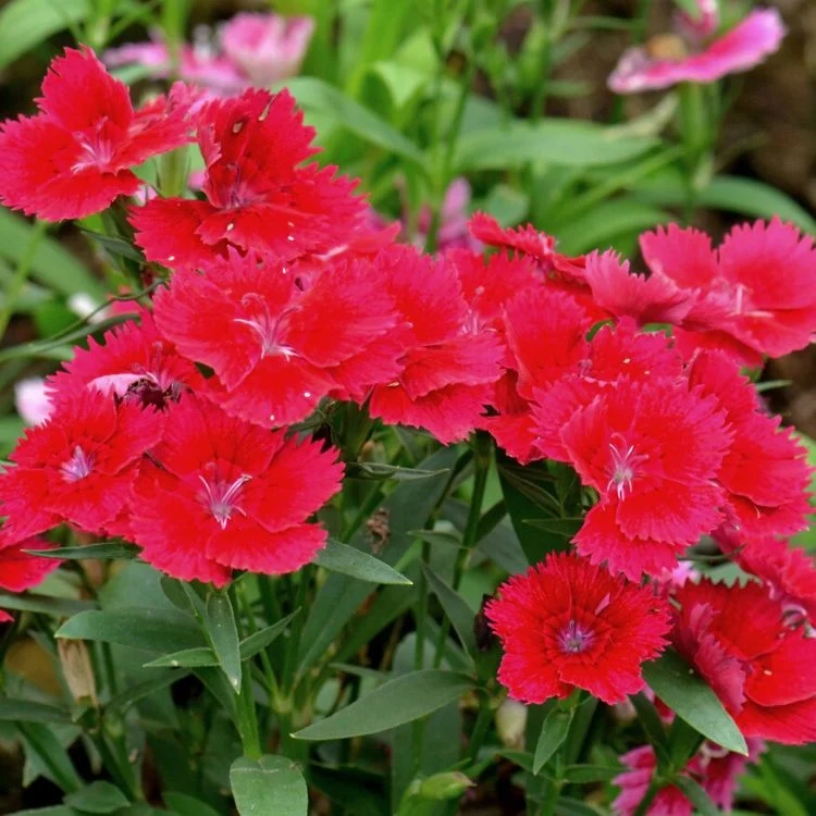 4048  Dianthus gratianopolitanus  Badenia  I  Svenskt namn  :Bergnejlika  I  Krukstorlek   : 11c  I  Förväntad Höjd  :  10 cm  I  Blomningstid :  juni-juli - 3