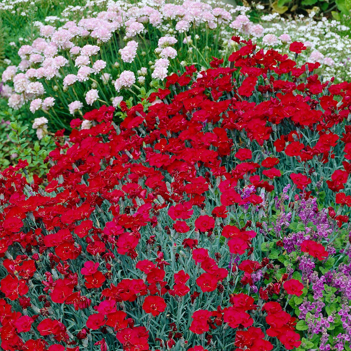 4110  Dianthus gratianopolitanus  Rubin  I  Svenskt namn  :Bergnejlika  I  Krukstorlek   : 11c  I  Förväntad Höjd  :  15 cm  I  Blomningstid :  juni-juli
