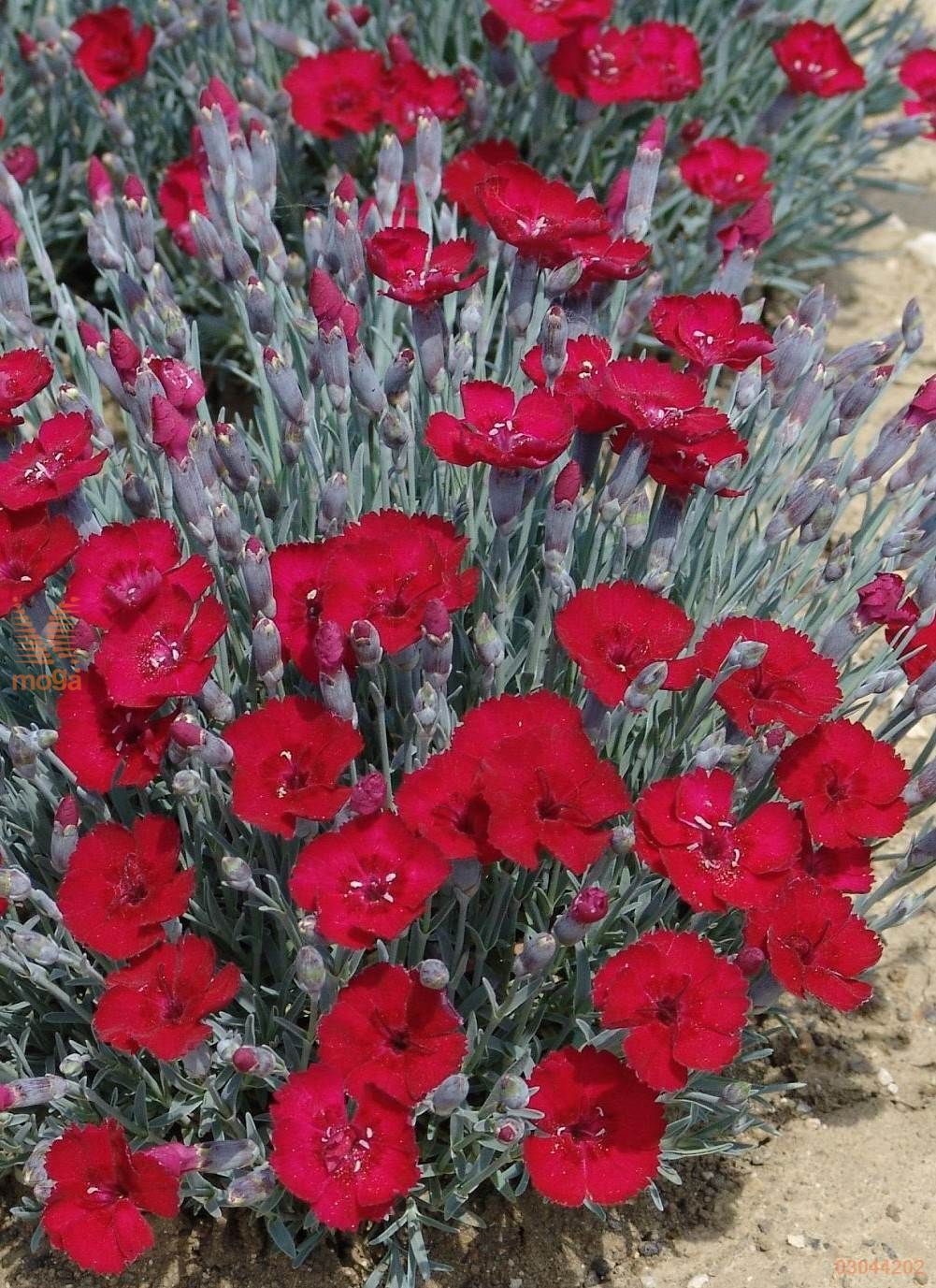 4110  Dianthus gratianopolitanus  Rubin  I  Svenskt namn  :Bergnejlika  I  Krukstorlek   : 11c  I  Förväntad Höjd  :  15 cm  I  Blomningstid :  juni-juli - 3