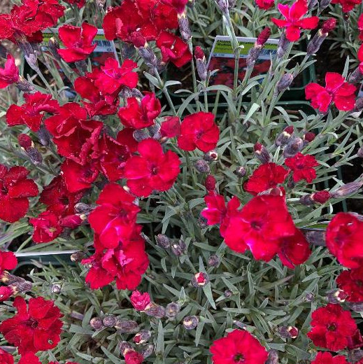 4110  Dianthus gratianopolitanus  Rubin  I  Svenskt namn  :Bergnejlika  I  Krukstorlek   : 11c  I  Förväntad Höjd  :  15 cm  I  Blomningstid :  juni-juli - 2