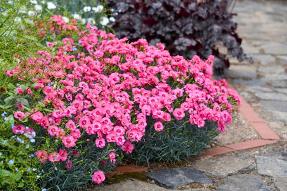 4232  Dianthus plumarius  Angel of Hope  I  Svenskt namn  :Fjädernejlika  I  Krukstorlek   : 11c  I  Förväntad Höjd  :  20 cm  I  Blomningstid :  juni-juli - 3