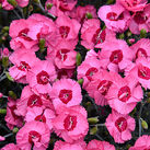 4232  Dianthus plumarius  Angel of Hope  I  Svenskt namn  :Fjädernejlika  I  Krukstorlek   : 11c  I  Förväntad Höjd  :  20 cm  I  Blomningstid :  juni-juli - 2