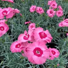 4232  Dianthus plumarius  Angel of Hope  I  Svenskt namn  :Fjädernejlika  I  Krukstorlek   : 11c  I  Förväntad Höjd  :  20 cm  I  Blomningstid :  juni-juli