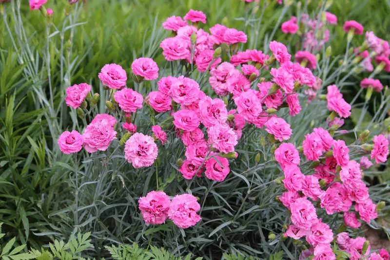 4239  Dianthus plumarius  Double Rose  I  Svenskt namn  :Fjädernejlika  I  Krukstorlek   : 11c  I  Förväntad Höjd  :  30 cm  I  Blomningstid :  juni-juli - 3