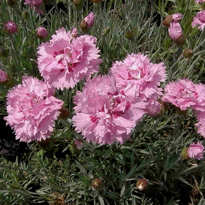 4239  Dianthus plumarius  Double Rose  I  Svenskt namn  :Fjädernejlika  I  Krukstorlek   : 11c  I  Förväntad Höjd  :  30 cm  I  Blomningstid :  juni-juli - 2