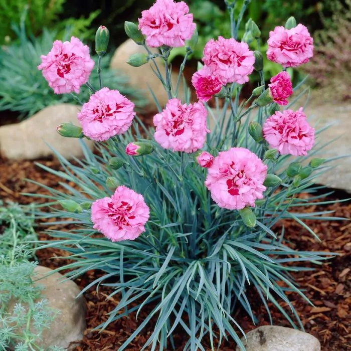 4239  Dianthus plumarius  Double Rose  I  Svenskt namn  :Fjädernejlika  I  Krukstorlek   : 11c  I  Förväntad Höjd  :  30 cm  I  Blomningstid :  juni-juli