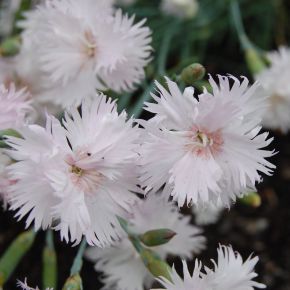 4244  Dianthus plumarius  Frösön Grönt kulturarv ®  I  Svenskt namn  :Fjädernejlika  I  Krukstorlek   : 11c  I  Förväntad Höjd  :  25 cm  I  Blomningstid :  juni-juli