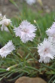 4244  Dianthus plumarius  Frösön Grönt kulturarv ®  I  Svenskt namn  :Fjädernejlika  I  Krukstorlek   : 11c  I  Förväntad Höjd  :  25 cm  I  Blomningstid :  juni-juli - 3
