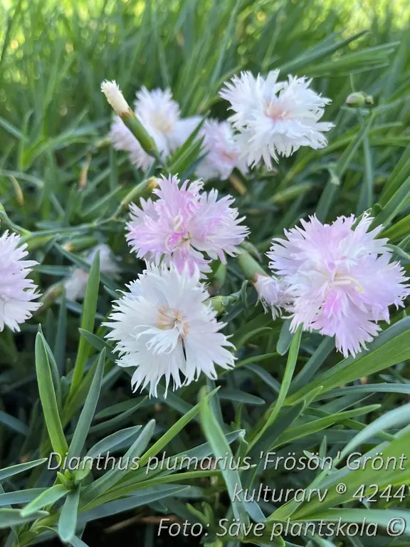 4244  Dianthus plumarius  Frösön Grönt kulturarv ®  I  Svenskt namn  :Fjädernejlika  I  Krukstorlek   : 11c  I  Förväntad Höjd  :  25 cm  I  Blomningstid :  juni-juli - 2
