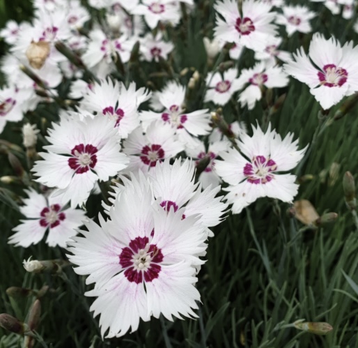 4243  Dianthus plumarius  Marieberg Grönt kulturarv ®  I  Svenskt namn  :Fjädernejlika  I  Krukstorlek   : 11c  I  Förväntad Höjd  :  25 cm  I  Blomningstid :  juni-juli