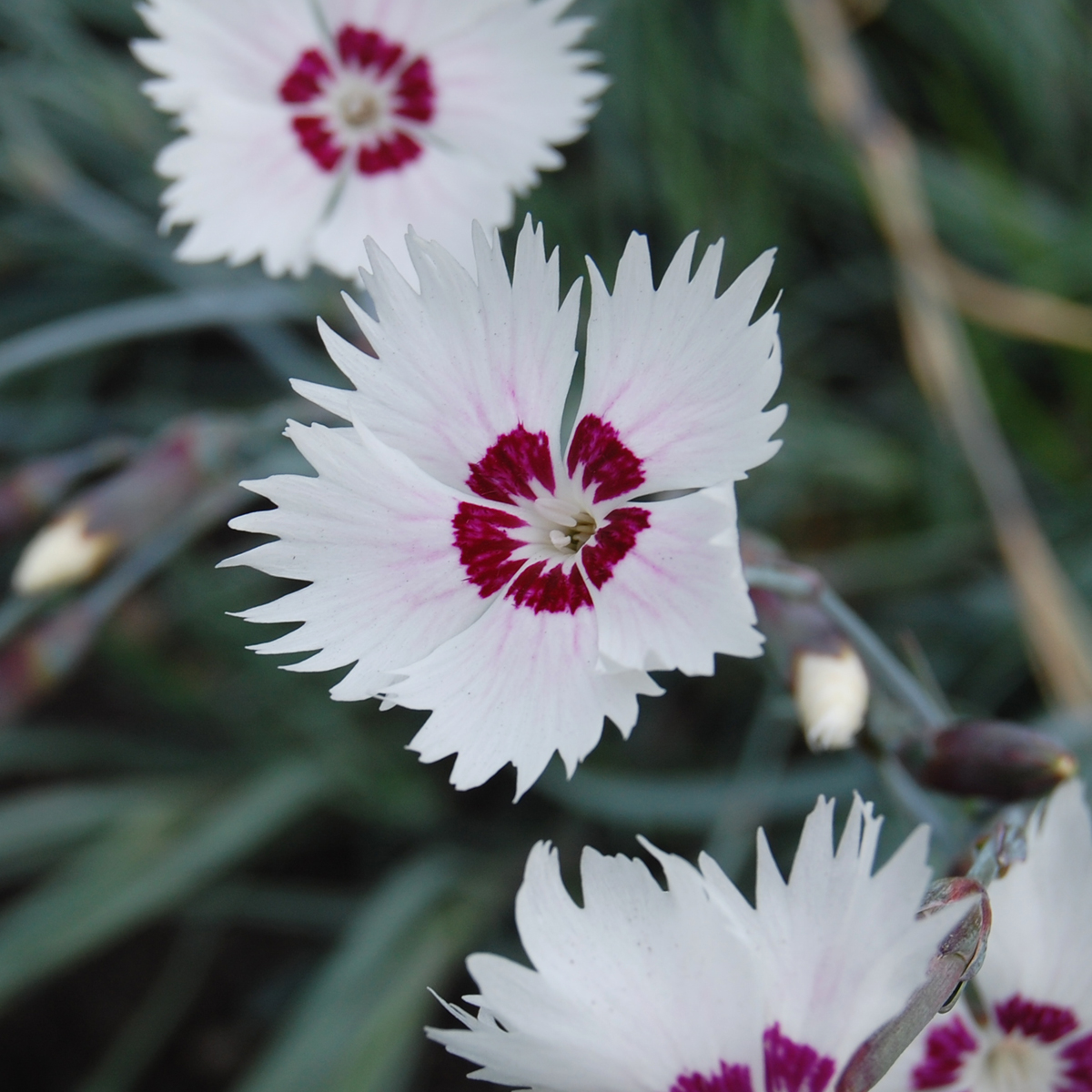4243  Dianthus plumarius  Marieberg Grönt kulturarv ®  I  Svenskt namn  :Fjädernejlika  I  Krukstorlek   : 11c  I  Förväntad Höjd  :  25 cm  I  Blomningstid :  juni-juli - 3