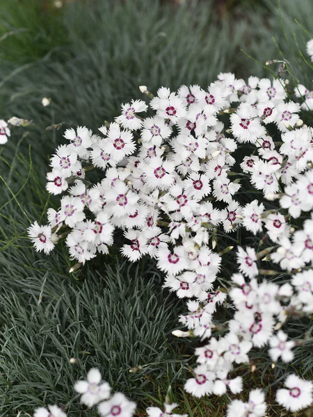4243  Dianthus plumarius  Marieberg Grönt kulturarv ®  I  Svenskt namn  :Fjädernejlika  I  Krukstorlek   : 11c  I  Förväntad Höjd  :  25 cm  I  Blomningstid :  juni-juli - 2