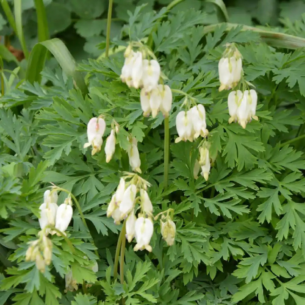 4281  Dicentra formosa  Aurora  I  Svenskt namn  :Fänrikshjärta  I  Krukstorlek   : 11c  I  Förväntad Höjd  :  40 cm  I  Blomningstid :  juni-sept