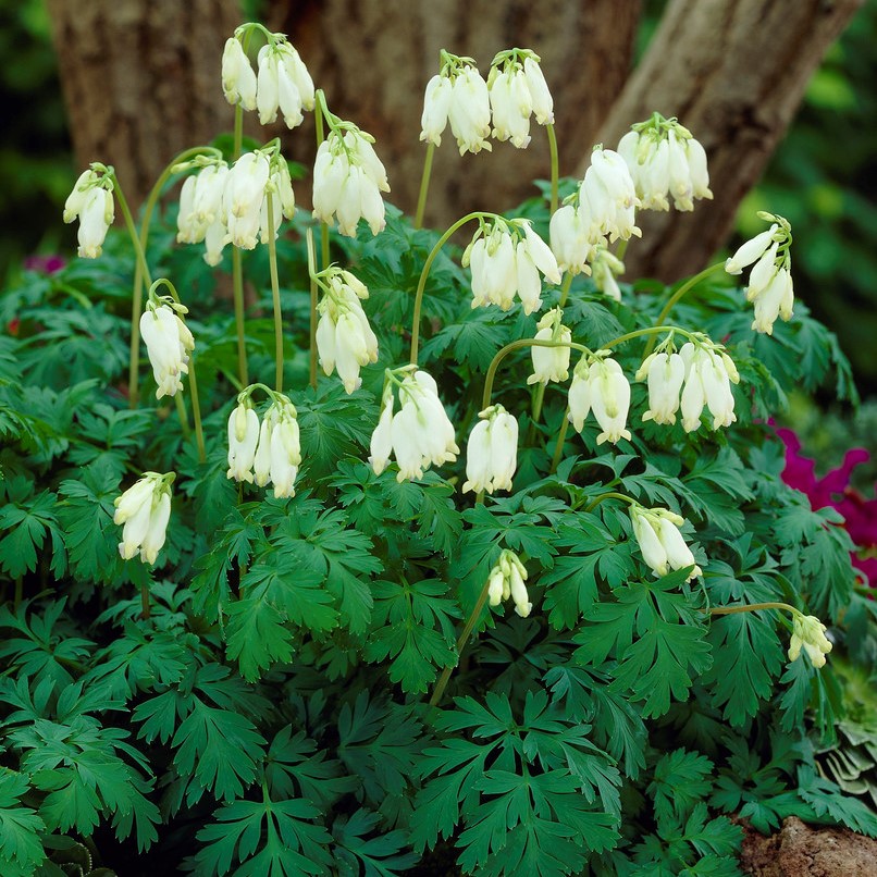 4281  Dicentra formosa  Aurora  I  Svenskt namn  :Fänrikshjärta  I  Krukstorlek   : 11c  I  Förväntad Höjd  :  40 cm  I  Blomningstid :  juni-sept - 2