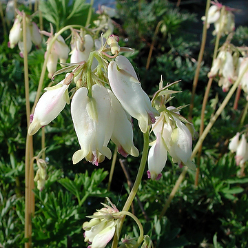 4281  Dicentra formosa  Aurora  I  Svenskt namn  :Fänrikshjärta  I  Krukstorlek   : 11c  I  Förväntad Höjd  :  40 cm  I  Blomningstid :  juni-sept - 3
