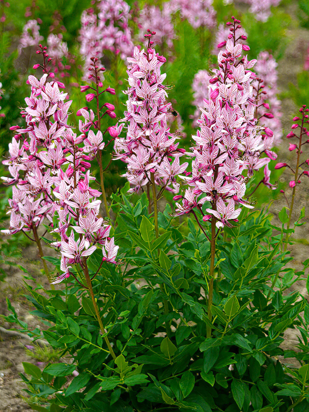 4315  Dictamnus albus  I  Svenskt namn  :Moses brinnande buske  I  Krukstorlek   : SQ1  I  Förväntad Höjd  :  100 cm  I  Blomningstid :  juni - 3