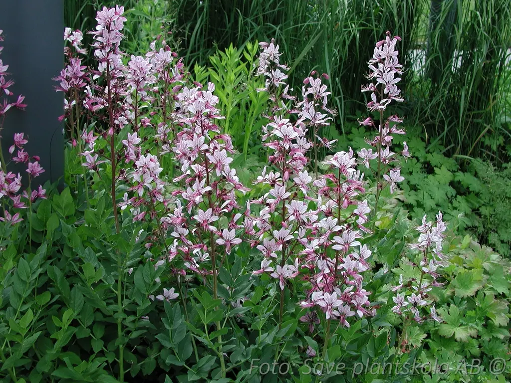 4315  Dictamnus albus  I  Svenskt namn  :Moses brinnande buske  I  Krukstorlek   : SQ1  I  Förväntad Höjd  :  100 cm  I  Blomningstid :  juni - 5