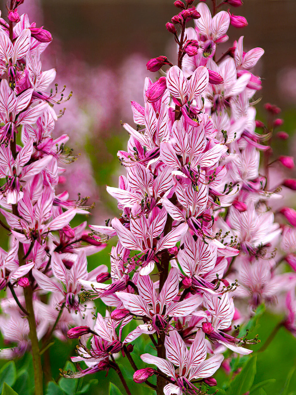 4315  Dictamnus albus  I  Svenskt namn  :Moses brinnande buske  I  Krukstorlek   : SQ1  I  Förväntad Höjd  :  100 cm  I  Blomningstid :  juni - 4