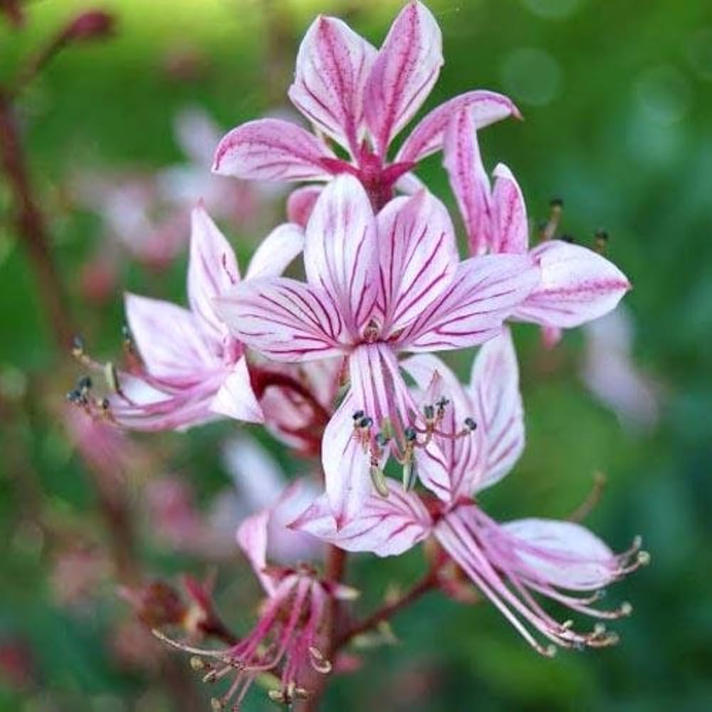 4315  Dictamnus albus  I  Svenskt namn  :Moses brinnande buske  I  Krukstorlek   : SQ1  I  Förväntad Höjd  :  100 cm  I  Blomningstid :  juni