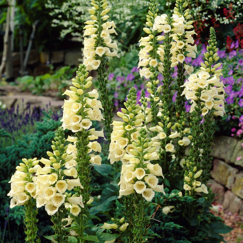 4326  Digitalis grandiflora Creme Bell  I  Svenskt namn  :Gul fingerborgsblomma  I  Krukstorlek   : 11c  I  Förväntad Höjd  :  60 cm  I  Blomningstid :  juli-aug - 3