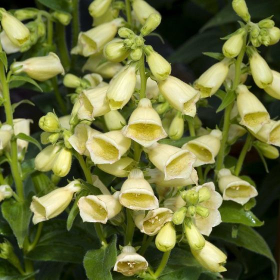 4326  Digitalis grandiflora Creme Bell  I  Svenskt namn  :Gul fingerborgsblomma  I  Krukstorlek   : 11c  I  Förväntad Höjd  :  60 cm  I  Blomningstid :  juli-aug - 4