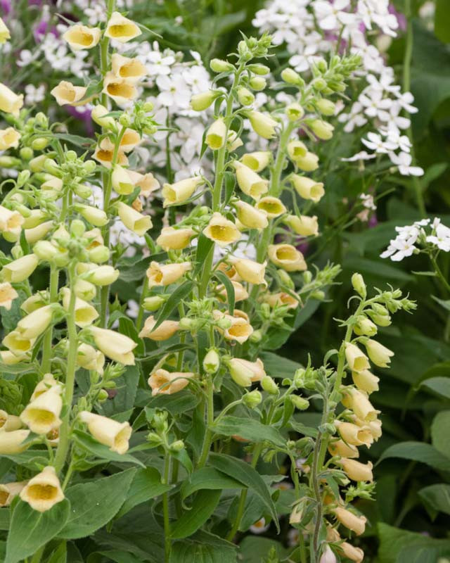 4326  Digitalis grandiflora Creme Bell  I  Svenskt namn  :Gul fingerborgsblomma  I  Krukstorlek   : 11c  I  Förväntad Höjd  :  60 cm  I  Blomningstid :  juli-aug - 2