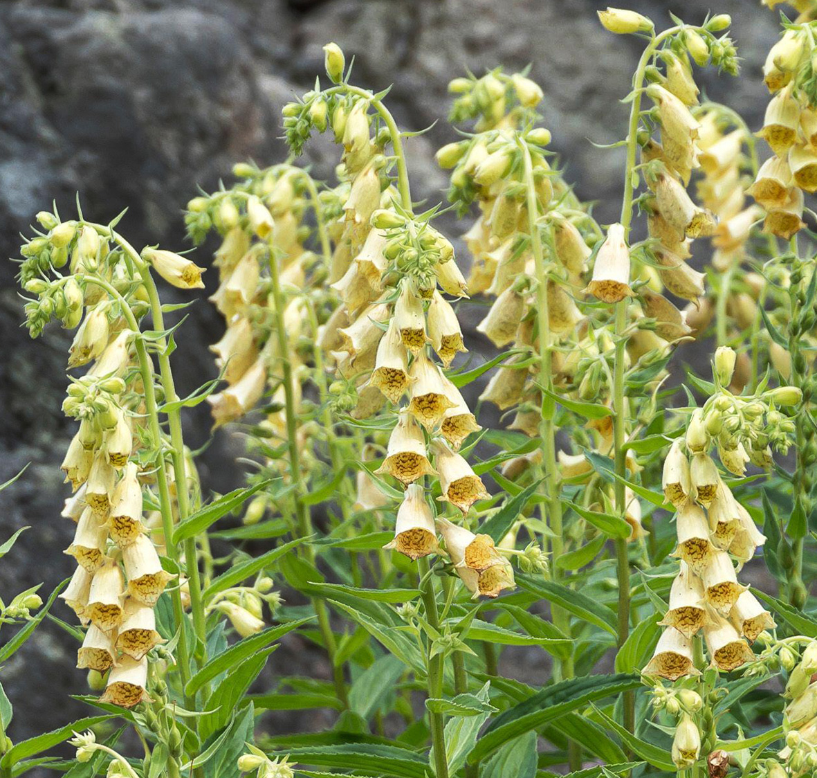 4326  Digitalis grandiflora Creme Bell  I  Svenskt namn  :Gul fingerborgsblomma  I  Krukstorlek   : 11c  I  Förväntad Höjd  :  60 cm  I  Blomningstid :  juli-aug