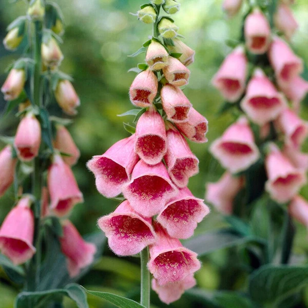 4322  Digitalis mertonensis Summer King  I  Svenskt namn  :Laxröd fingerborgsblomma  I  Krukstorlek   : 11c  I  Förväntad Höjd  :  80 cm  I  Blomningstid :  juni-aug - 3