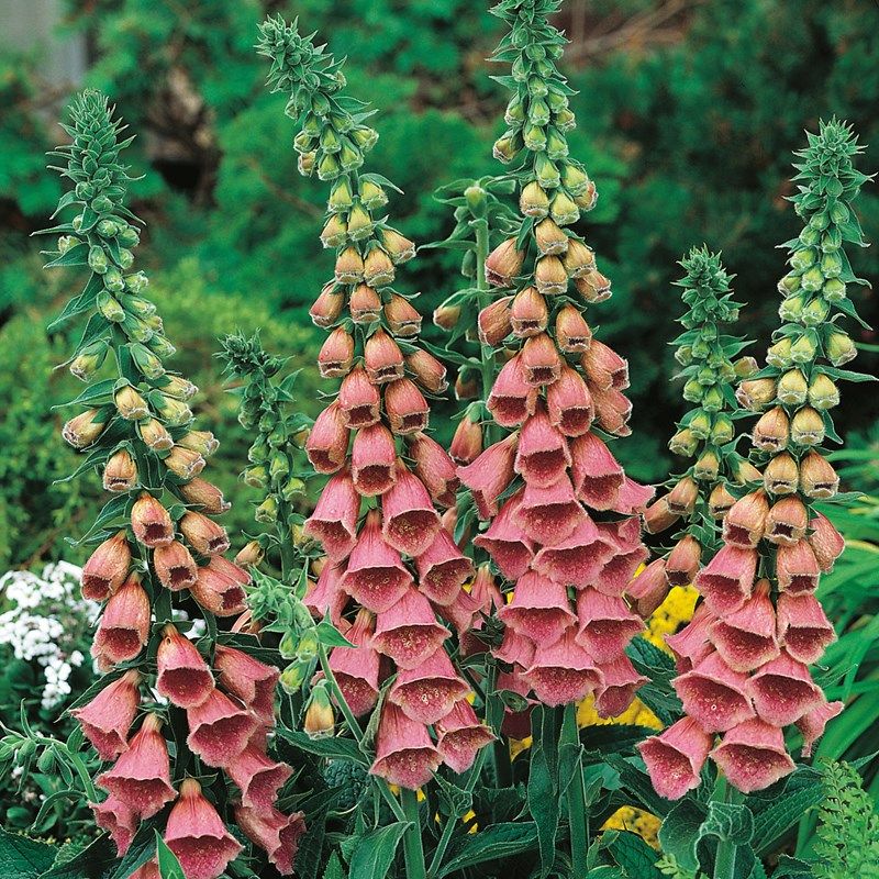 4322  Digitalis mertonensis Summer King  I  Svenskt namn  :Laxröd fingerborgsblomma  I  Krukstorlek   : 11c  I  Förväntad Höjd  :  80 cm  I  Blomningstid :  juni-aug