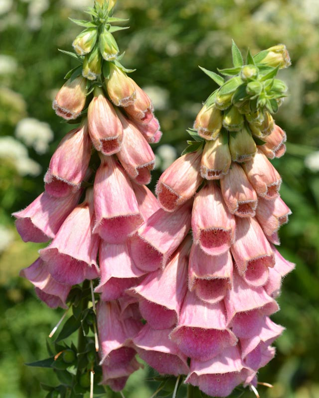 4322  Digitalis mertonensis Summer King  I  Svenskt namn  :Laxröd fingerborgsblomma  I  Krukstorlek   : 11c  I  Förväntad Höjd  :  80 cm  I  Blomningstid :  juni-aug - 2