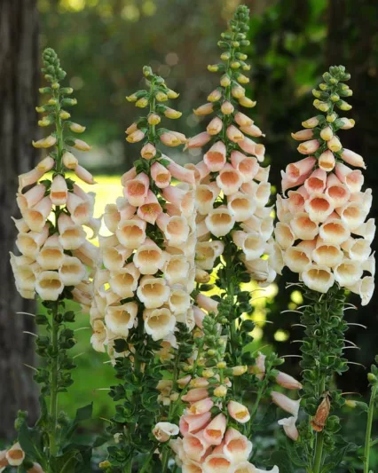 4333  Digitalis purpurea Dalmatian Peach  I  Svenskt namn  :Fingerborgsblomma  I  Krukstorlek   : 11c  I  Förväntad Höjd  :  50 cm  I  Blomningstid :  juli-aug - 3