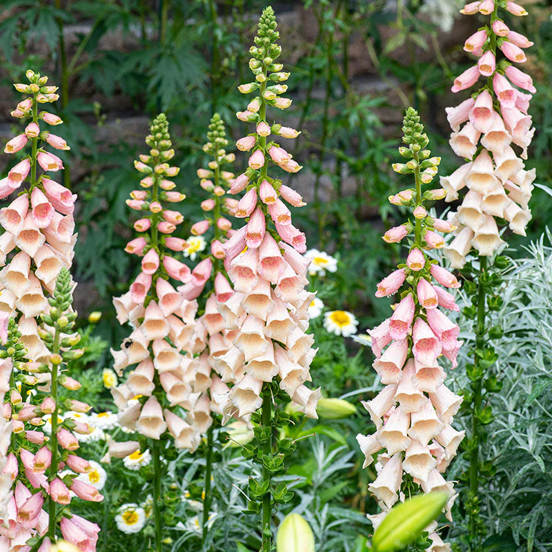 4333  Digitalis purpurea Dalmatian Peach  I  Svenskt namn  :Fingerborgsblomma  I  Krukstorlek   : 11c  I  Förväntad Höjd  :  50 cm  I  Blomningstid :  juli-aug