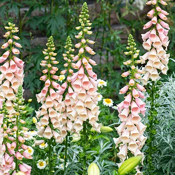 4333  Digitalis purpurea Dalmatian Peach  I  Svenskt namn  :Fingerborgsblomma  I  Krukstorlek   : 11c  I  Förväntad Höjd  :  50 cm  I  Blomningstid :  juli-aug